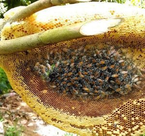 Natural Mixed Flower Honey Price in Bangladesh