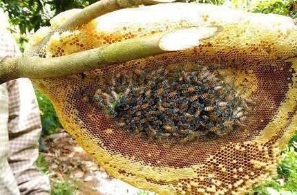 Natural Mixed Flower Honey Price in Bangladesh